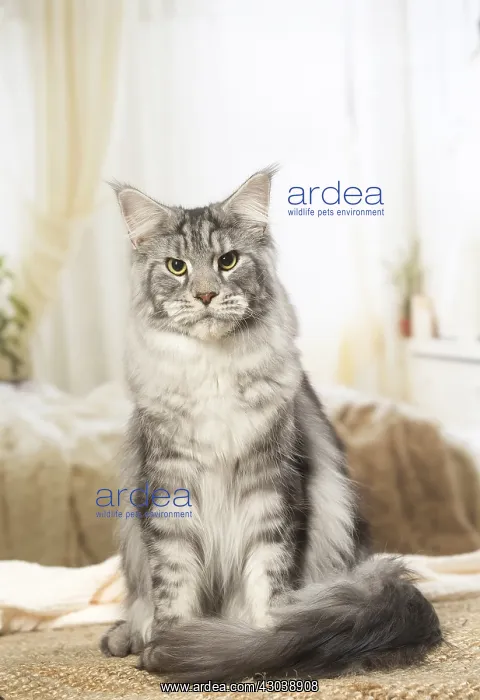  : Maine Coon Cat indoors