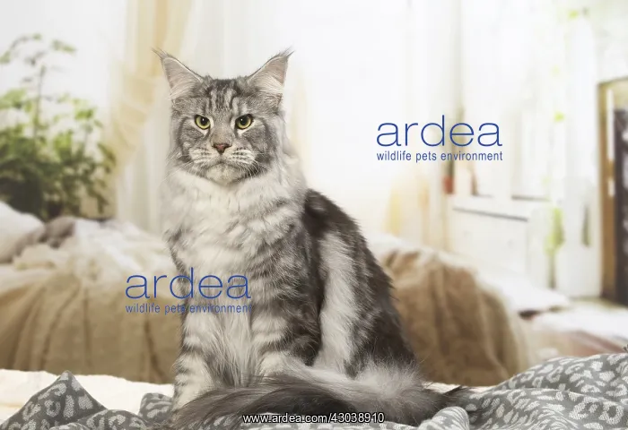  : Maine Coon Cat indoors