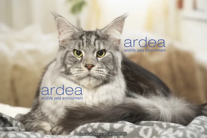  : Maine Coon Cat indoors