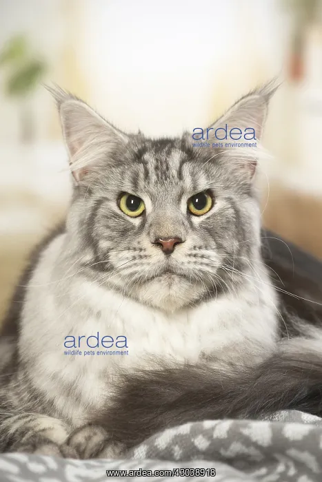  : Maine Coon Cat indoors