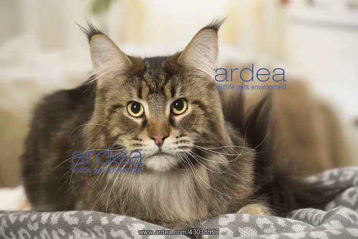  : Maine Coon Cat indoors