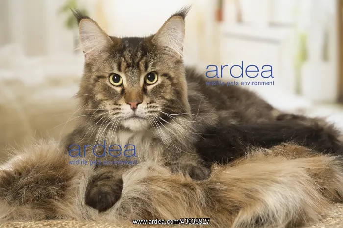  : Maine Coon Cat indoors