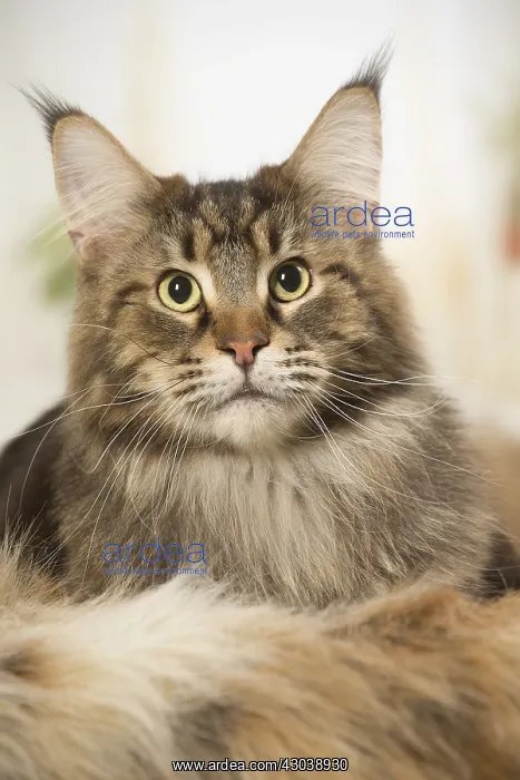  : Maine Coon Cat indoors