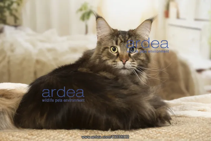  : Maine Coon Cat indoors