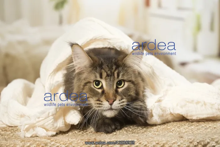  : Maine Coon Cat indoors