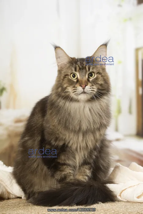  : Maine Coon Cat indoors