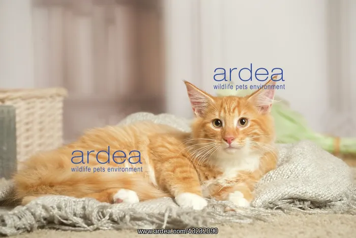: Maine Coon cat indoors : Maine Coon cat indoors