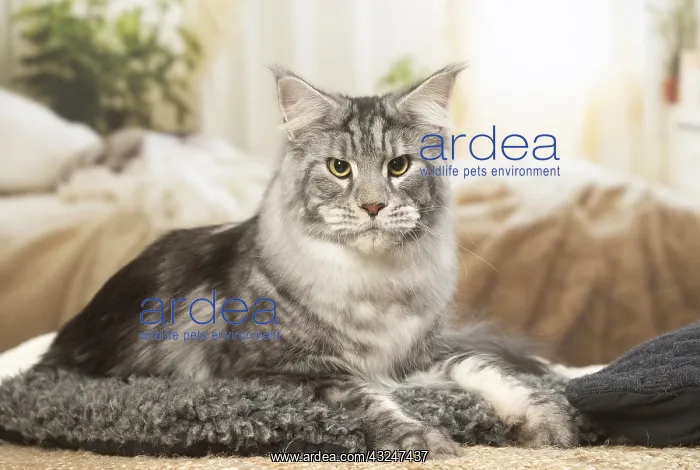  : Maine Coon Cat indoors