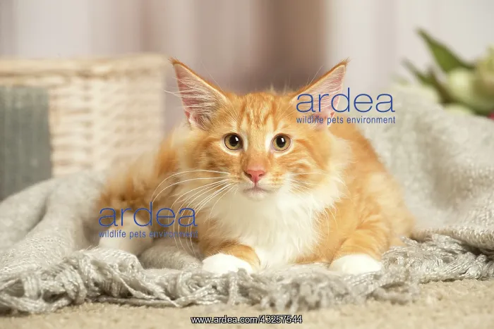 : Maine Coon cat indoors : Maine Coon cat indoors