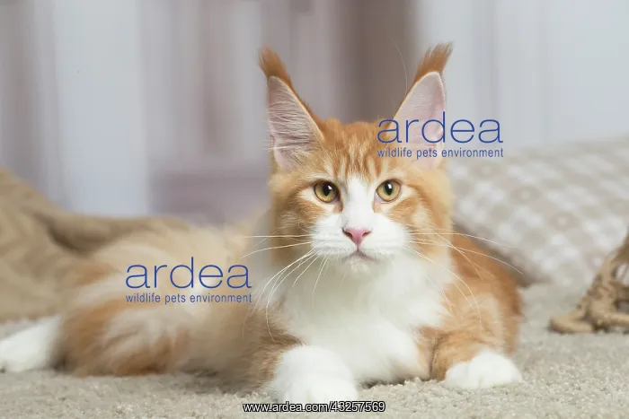 : Maine Coon cat indoors : Maine Coon cat indoors