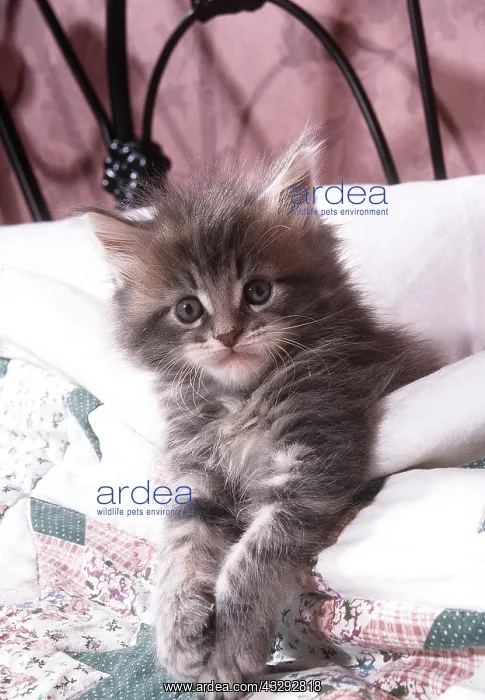 : MAINE COON CAT - kitten in bed : MAINE COON CAT - kitten in bed