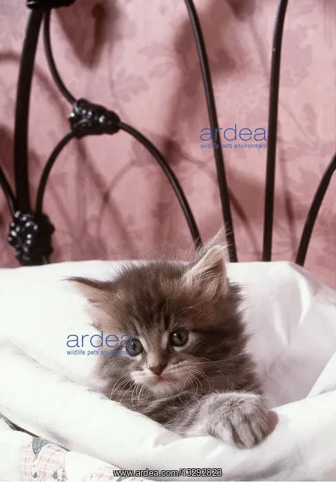 : MAINE COON CAT - kitten in bed : MAINE COON CAT - kitten in bed