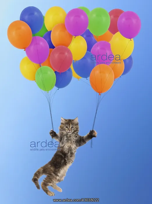 : Maine Coon Cat, kitten floating away with a bunch : Maine Coon Cat, kitten floating away with a bunch