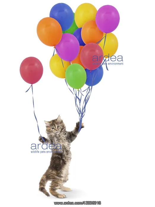 : Maine Coon Cat, kitten on hind or back legs holding : Maine Coon Cat, kitten on hind or back legs holding
