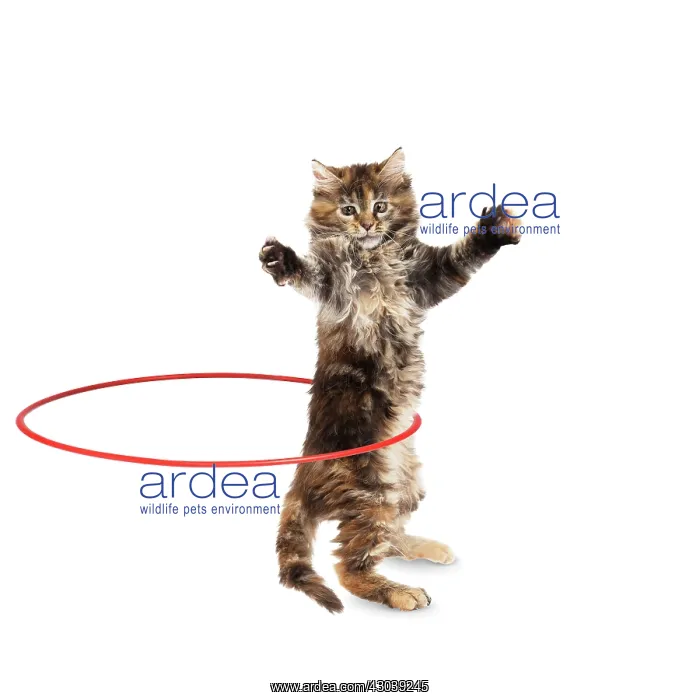 : Maine Coon Cat, kitten on hind or back legs holding : Maine Coon Cat, kitten on hind or back legs holding