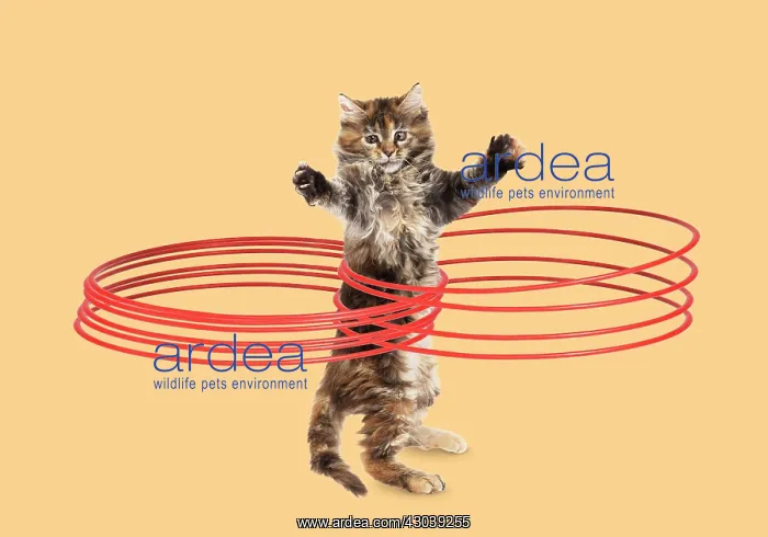 : Maine Coon Cat, kitten on hind or back legs hula hooping : Maine Coon Cat, kitten on hind or back legs hula hooping