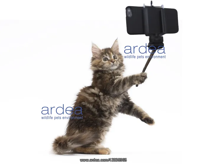 : Maine Coon Cat, kitten on hind or back legs taking a selfie : Maine Coon Cat, kitten on hind or back legs taking a selfie