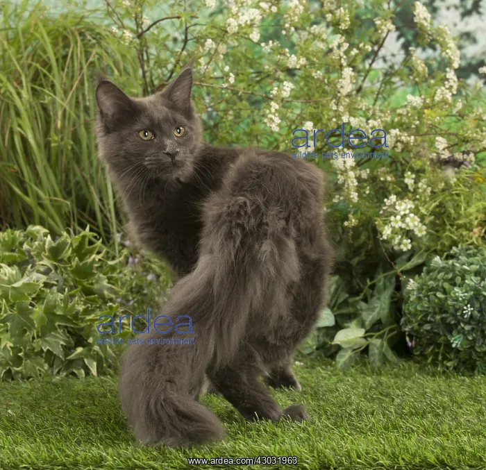  : Maine Coon Cat kitten outside in the garden