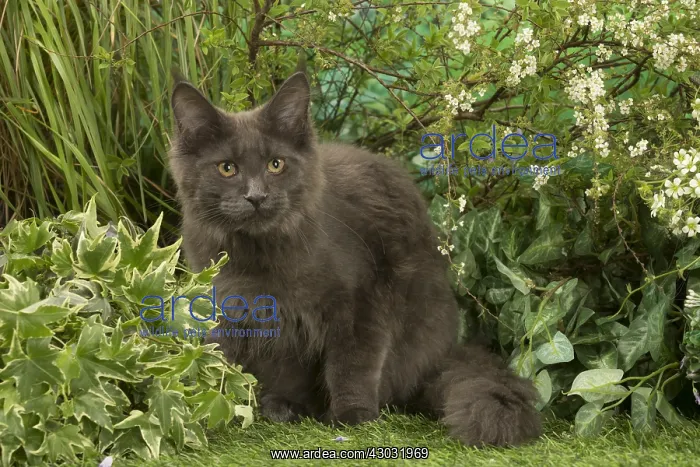  : Maine Coon Cat kitten outside in the garden