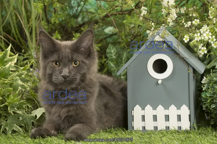  : Maine Coon Cat kitten outside in the garden