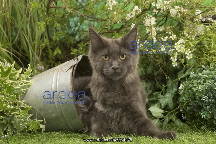  : Maine Coon Cat kitten outside in the garden
