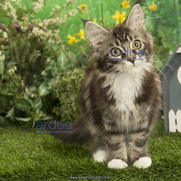  : Maine Coon Cat kitten outside in the garden