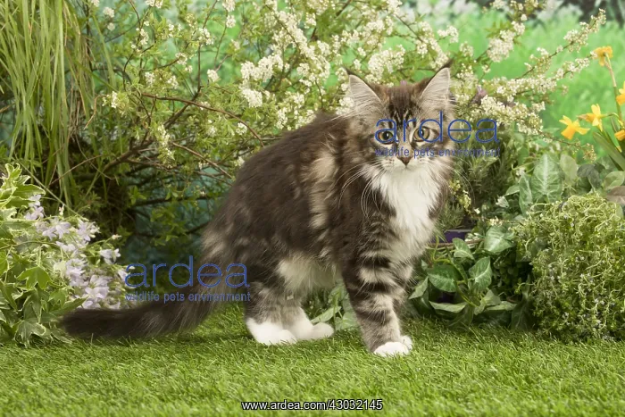  : Maine Coon Cat kitten outside in the garden