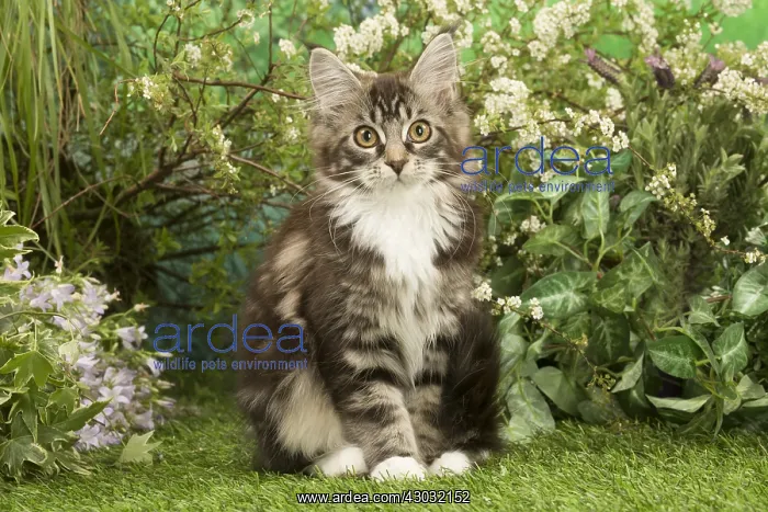  : Maine Coon Cat kitten outside in the garden