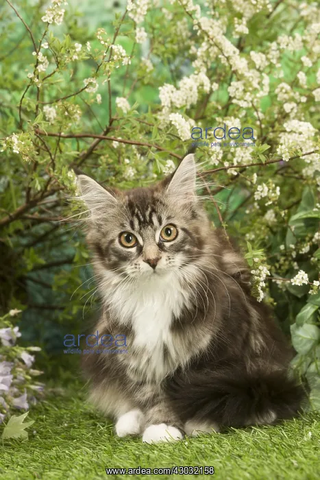  : Maine Coon Cat kitten outside in the garden