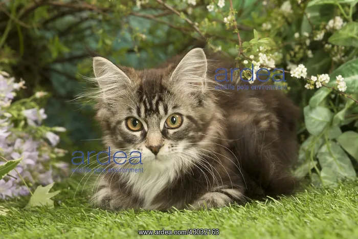  : Maine Coon Cat kitten outside in the garden