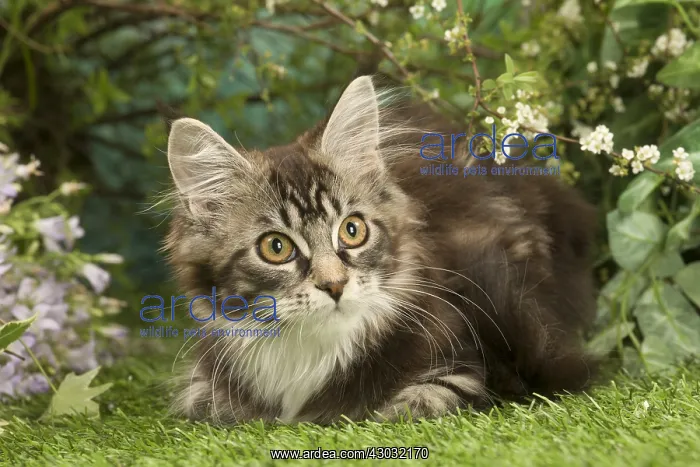  : Maine Coon Cat kitten outside in the garden