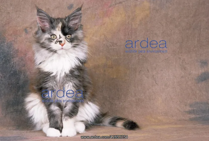  : Maine Coon Cat - kitten sitting