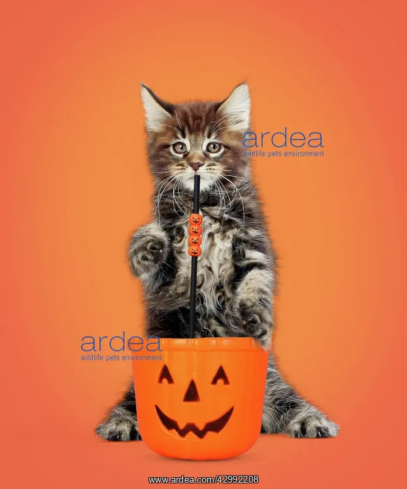 : Maine Coon Cat, kitten standing on hind legs : Maine Coon Cat, kitten standing on hind legs