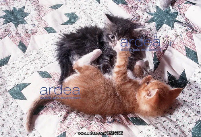 : Maine coon CAT - kittens x2 play fighting on bed : Maine coon CAT - kittens x2 play fighting on bed