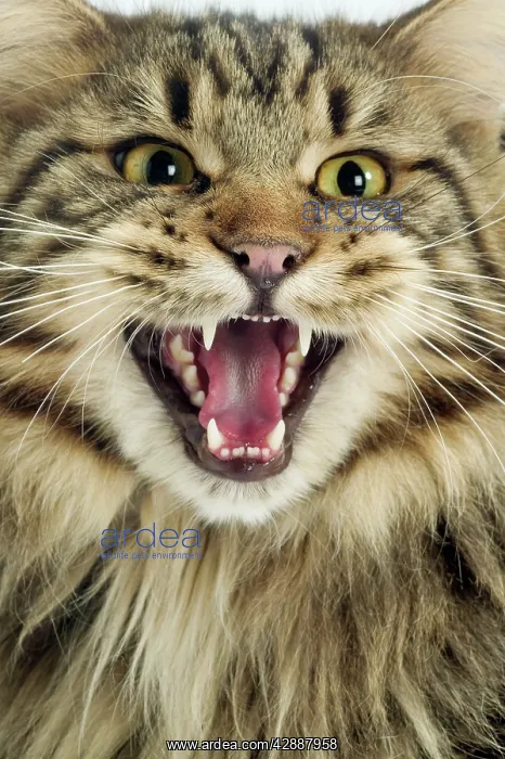  : Maine Coon Cat - Long haired Brown Tabby