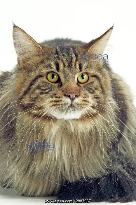  : Maine Coon Cat - Long haired Brown Tabby