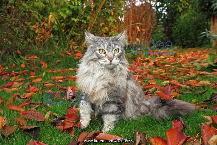: Maine Coon cat lying in a garden in autumn Katze : Maine Coon cat lying in a garden in autumn Katze