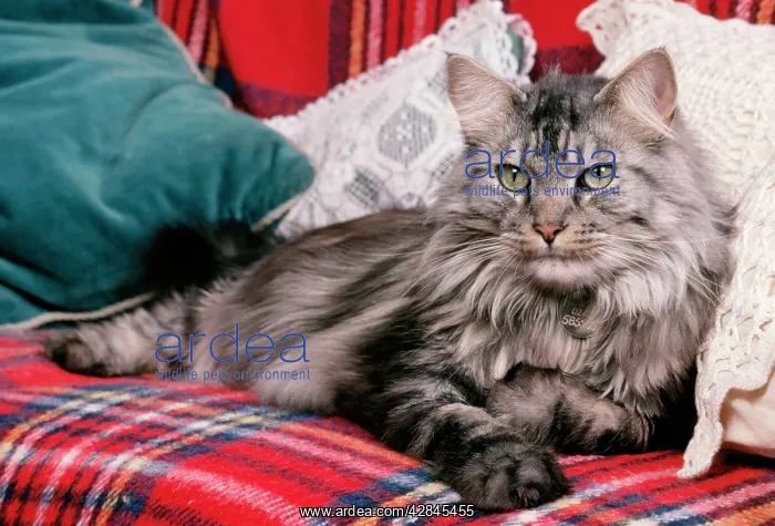  : MAINE COON CAT - lying on rug covered chair