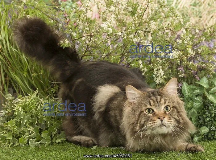  : Maine Coon Cat outside in the garden