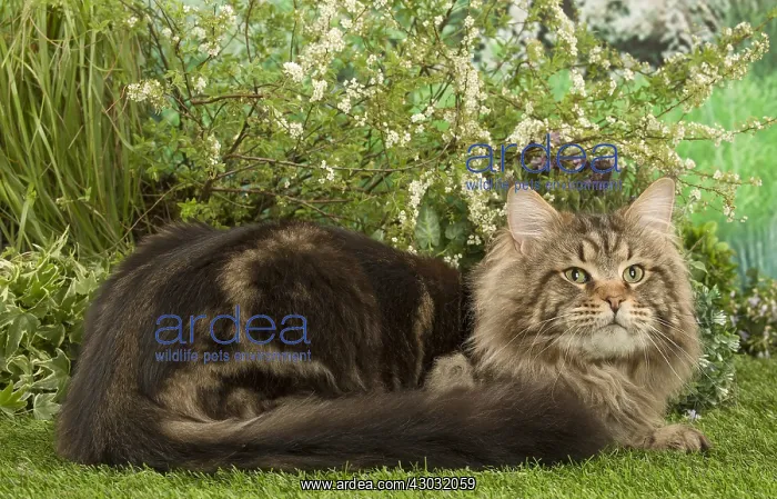  : Maine Coon Cat outside in the garden