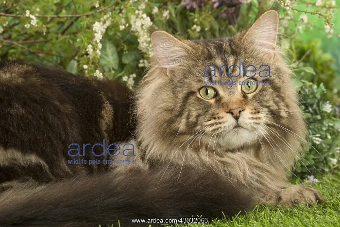  : Maine Coon Cat outside in the garden