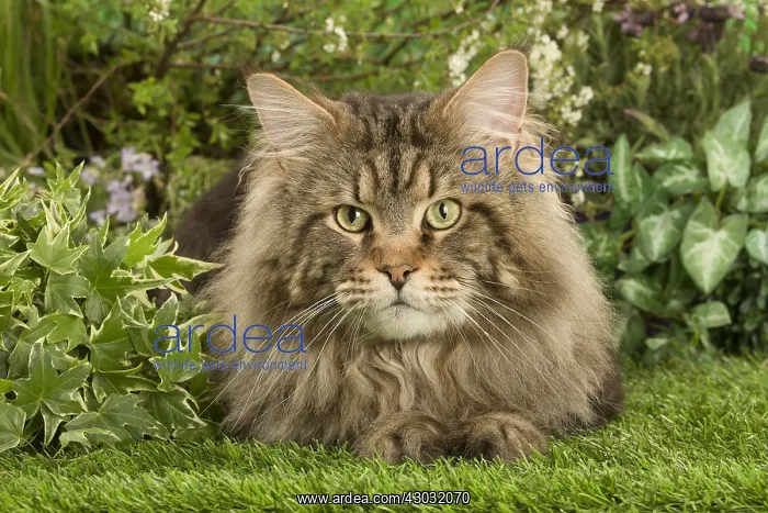  : Maine Coon Cat outside in the garden