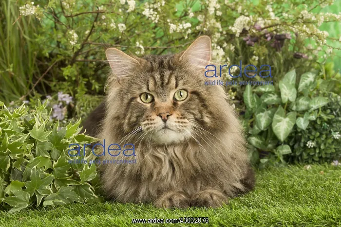  : Maine Coon Cat outside in the garden