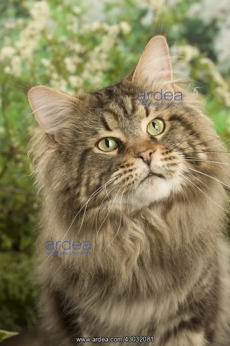  : Maine Coon Cat outside in the garden