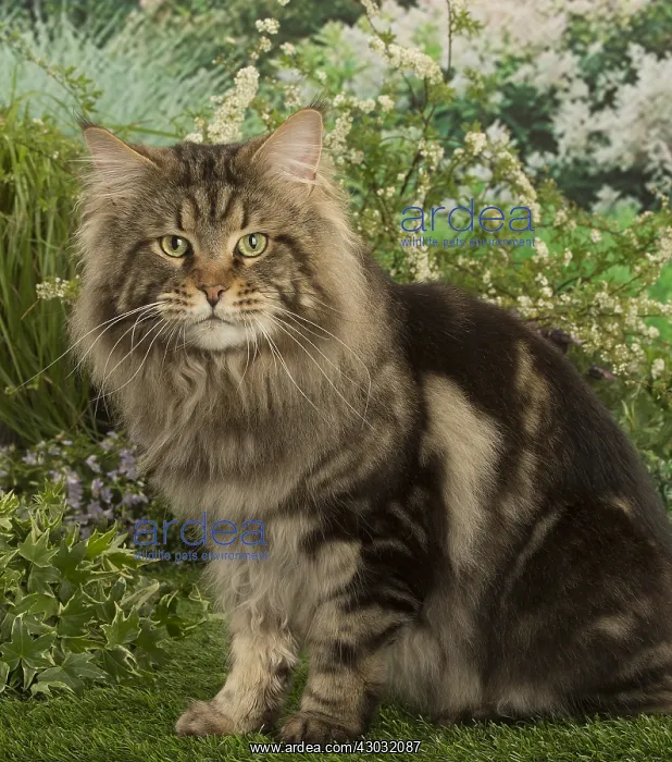  : Maine Coon Cat outside in the garden