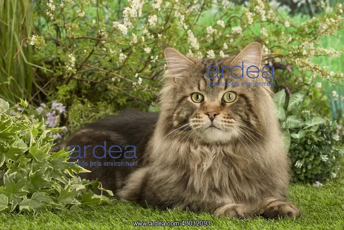  : Maine Coon Cat outside in the garden