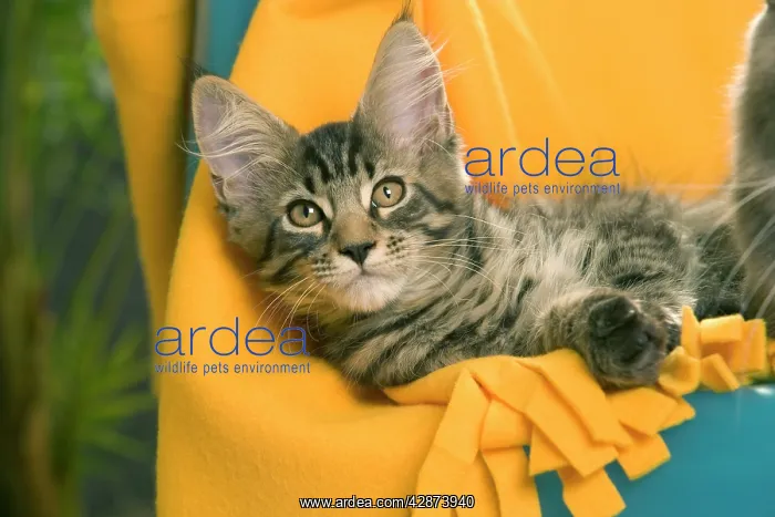  : Maine Coon Cat - relaxing