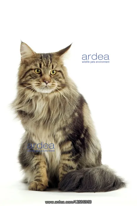  : Maine Coon Cat - Sitting down