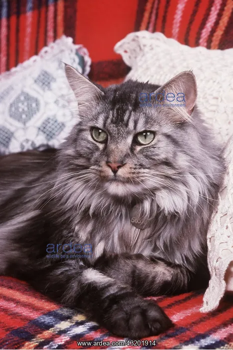 : Maine Coon CAT - sitting with cushions : Maine Coon CAT - sitting with cushions
