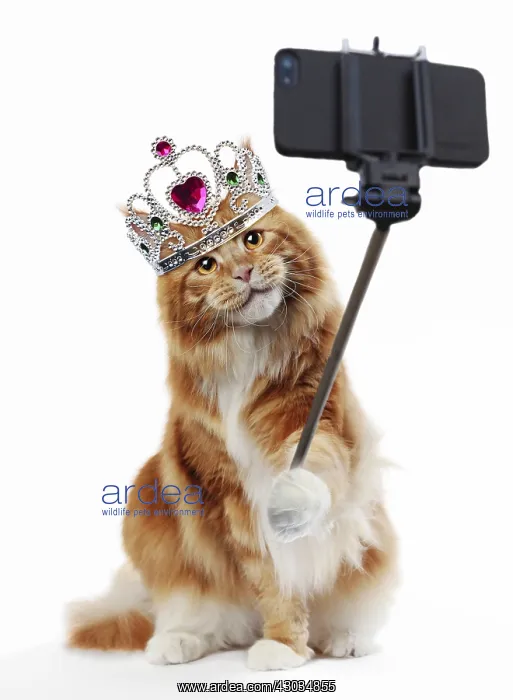 : Maine Coon Cat taking a selfie, wearing crown. Selfie Queen : Maine Coon Cat taking a selfie, wearing crown. Selfie Queen